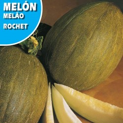 MELON ROCHET