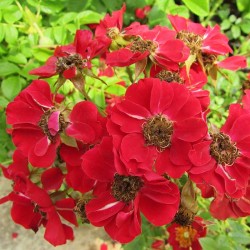 Rosal red cascade