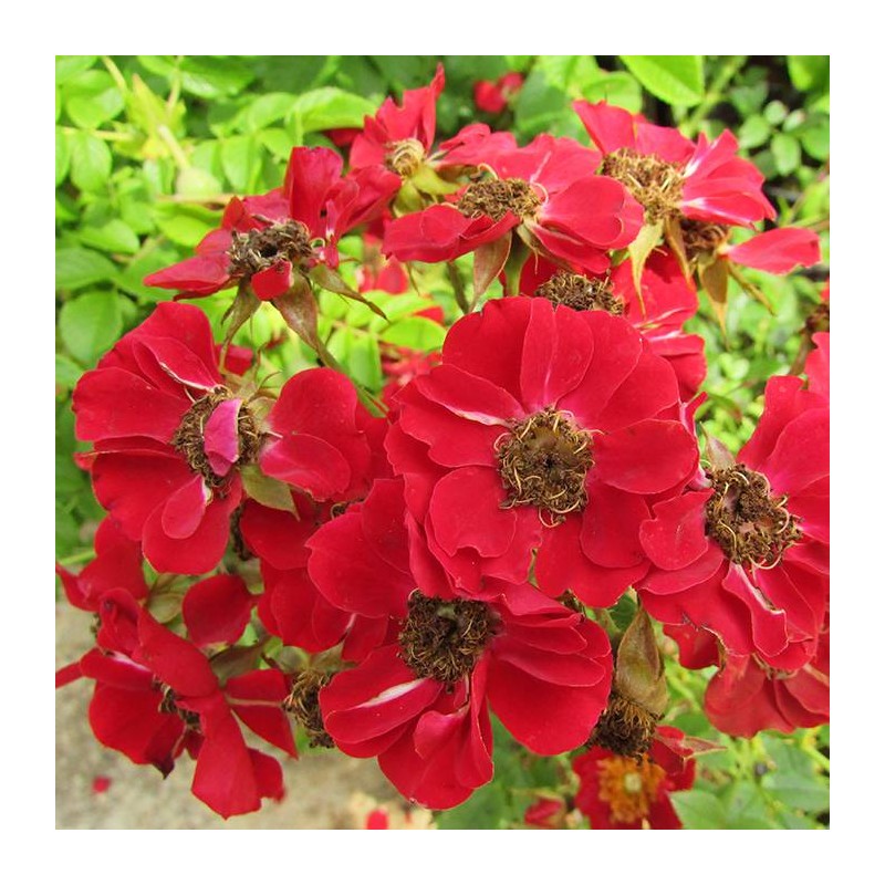 Rosal red cascade