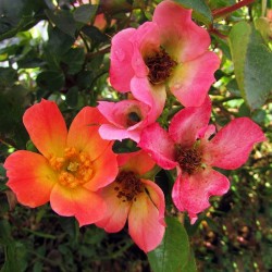 Rosal happy pin`s