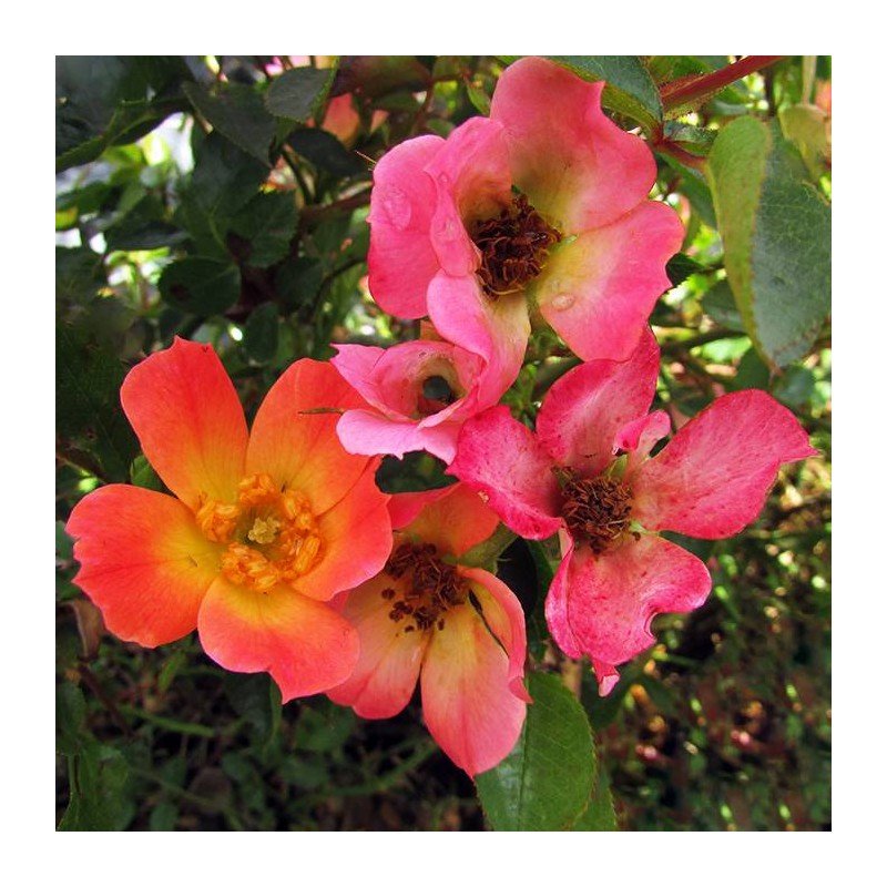 Rosal happy pin`s