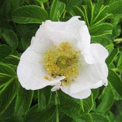 Rosal rugosa alba