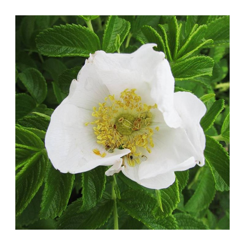 Rosal rugosa alba