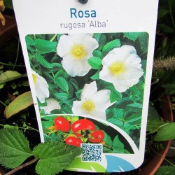 Rosal rugosa alba