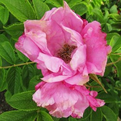 Rosal rugosa pussy