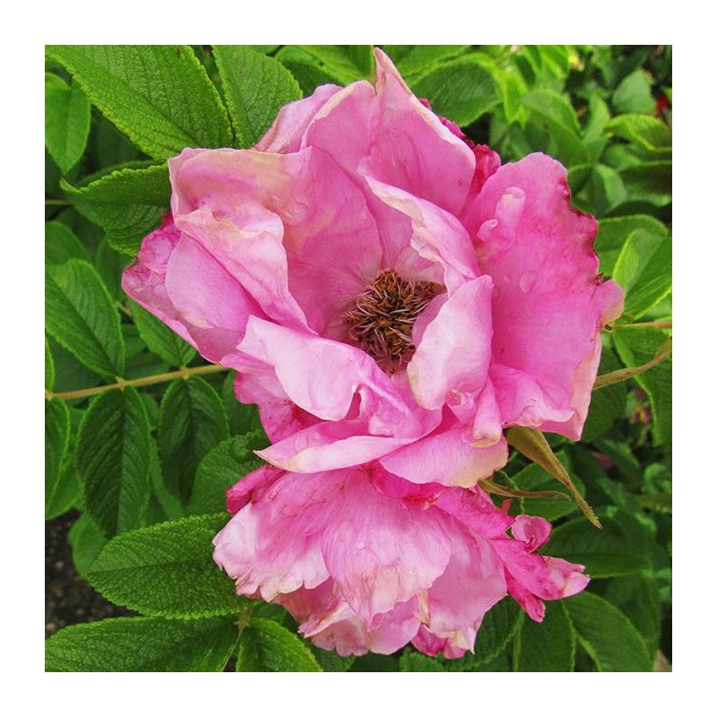 Rosal rugosa pussy