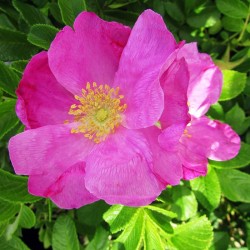 Rosal rugosa rubra
