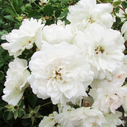 Rosal snow field