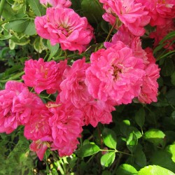Rosal lovely fairy