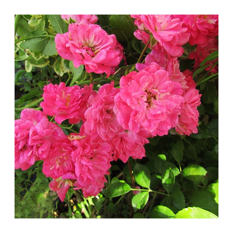 Rosal lovely fairy