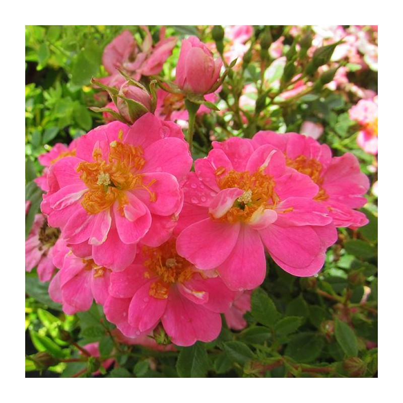 Rosal mini pink