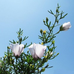 Alyogine delightfull