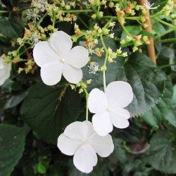 Hortensia trepadora petiolaris