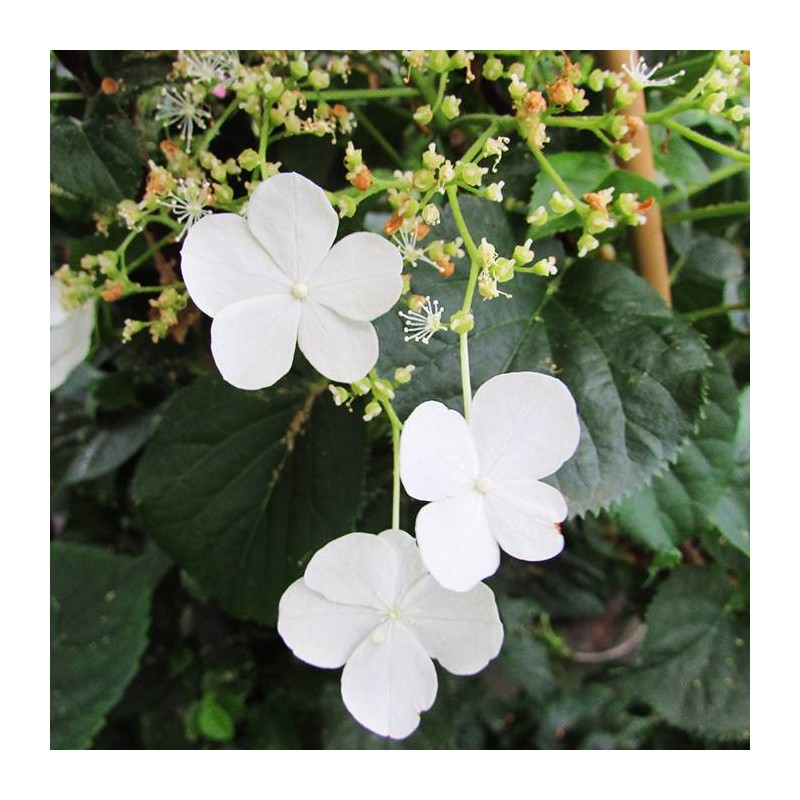 Hortensia trepadora petiolaris