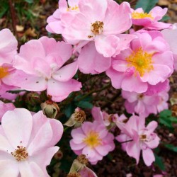 Rosal lavander dream