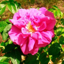 Rosal rugosa hansa