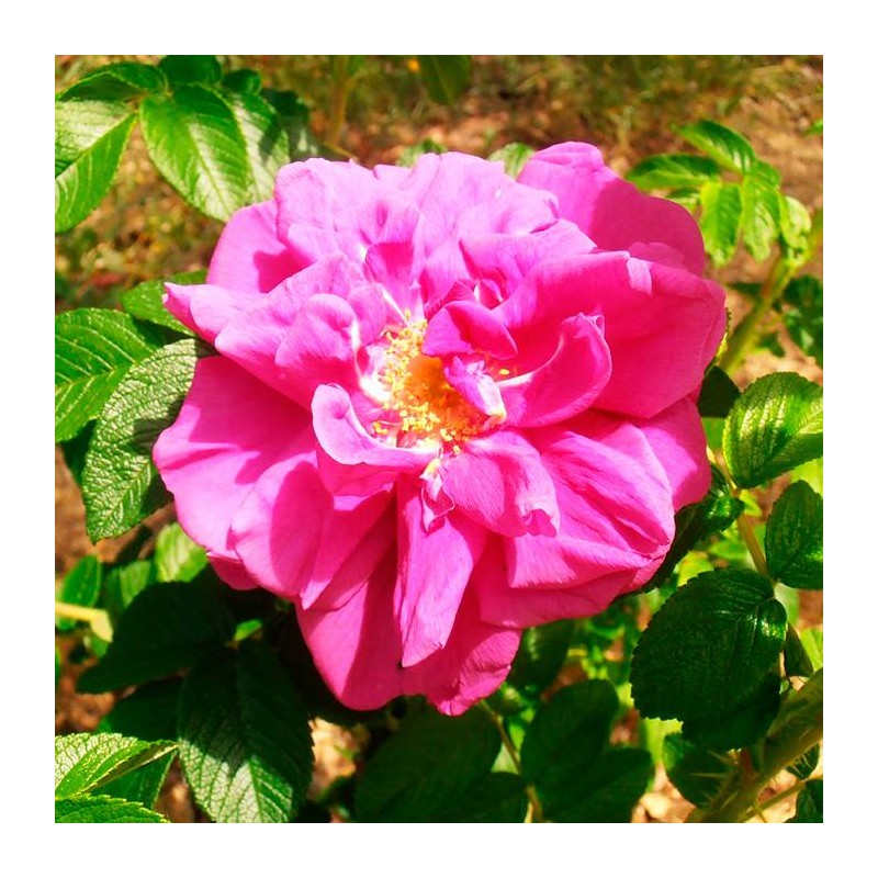 Rosal rugosa hansa