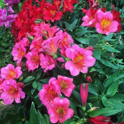 Alstroemeria