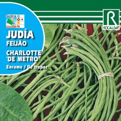 Semillas judía charlotte