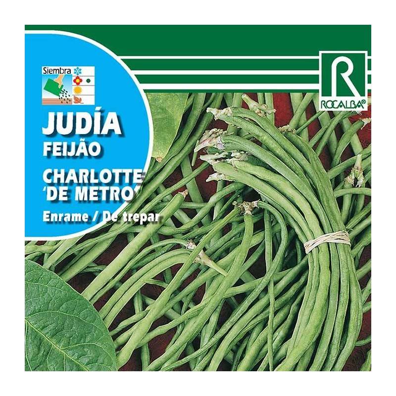 Semillas judía charlotte