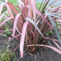 PHORNIUM PINK STRIPE