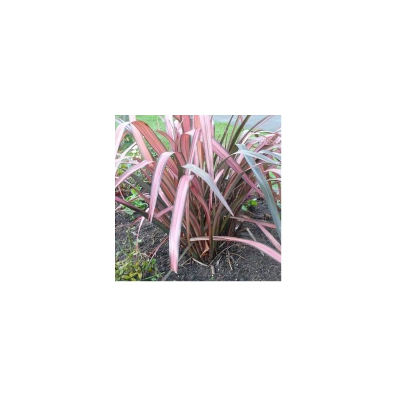 PHORNIUM PINK STRIPE