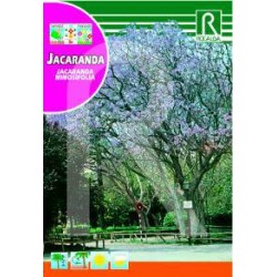 Semillas jacaranda