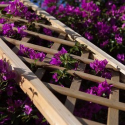 Celosías para jardinera