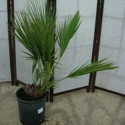 ACOELORRHAPHE WRIGHTII