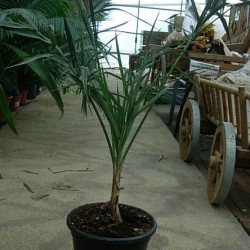 ALLAGOPTERA ARENARIA