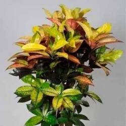 Croton iceton