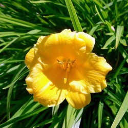 Hemerocallis stella d`oro