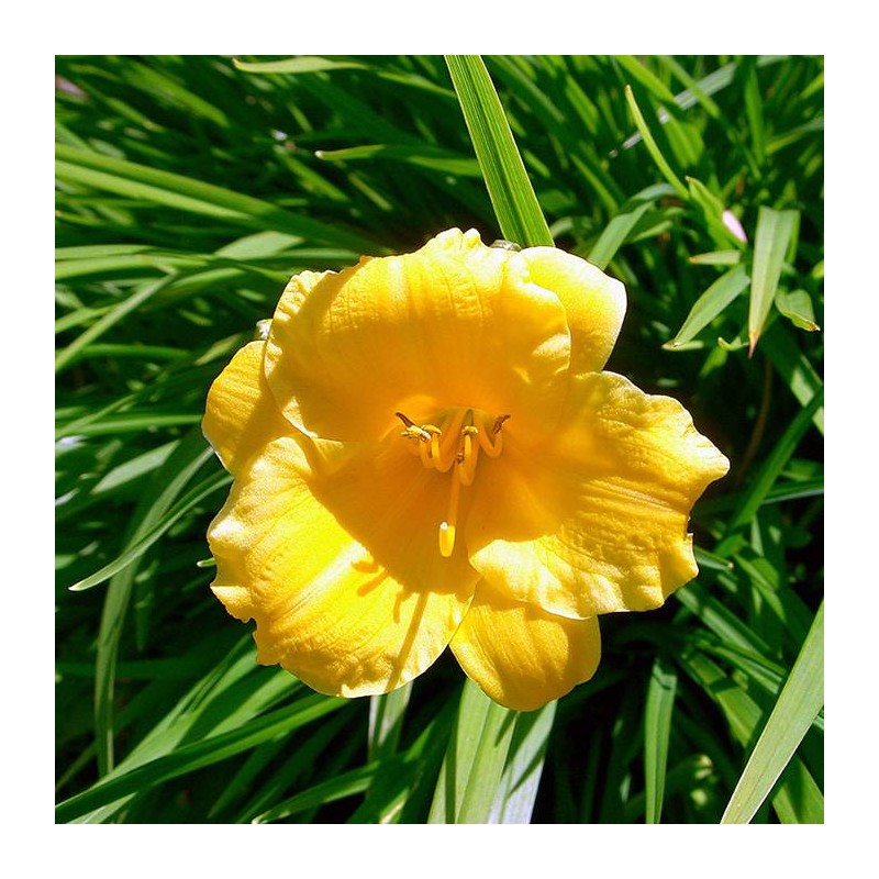 Hemerocallis stella d`oro
