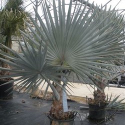 BISMARKIA NOBILIS