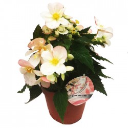 Begonia waterfall