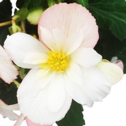 Begonia waterfall