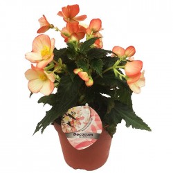 Begonia waterfall