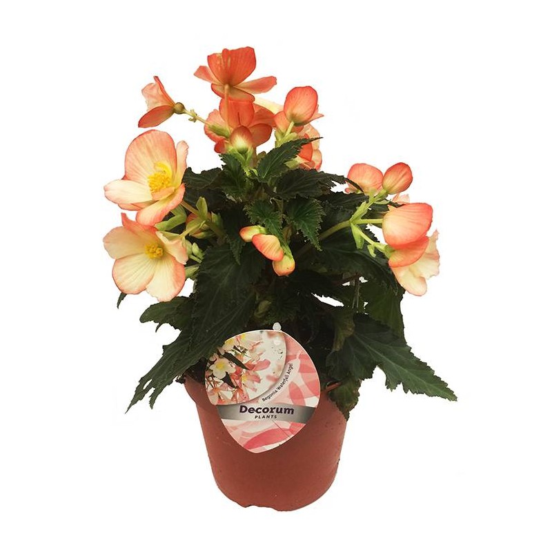Begonia waterfall