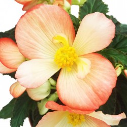 Begonia waterfall