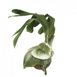 PLATYCERIUM SUPERBUM