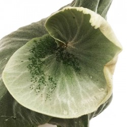 PLATYCERIUM SUPERBUM