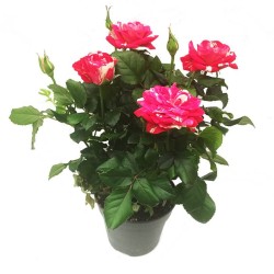 Rosal imola mini
