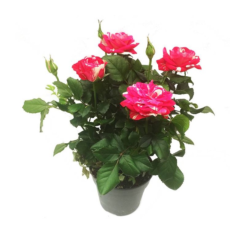 Rosal imola mini