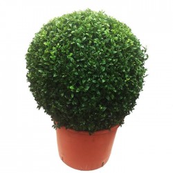BOJ SEMPERVIRENS