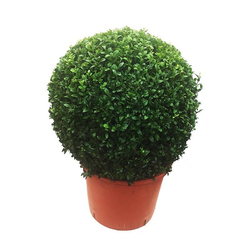 BOJ SEMPERVIRENS