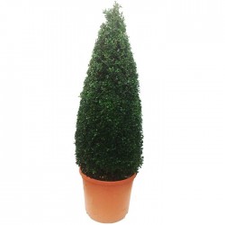 BOJ SEMPERVIRENS