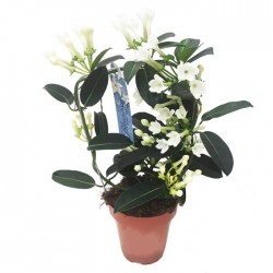 Stephanotis jazminoides...