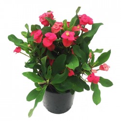 EUPHORBIA MILI