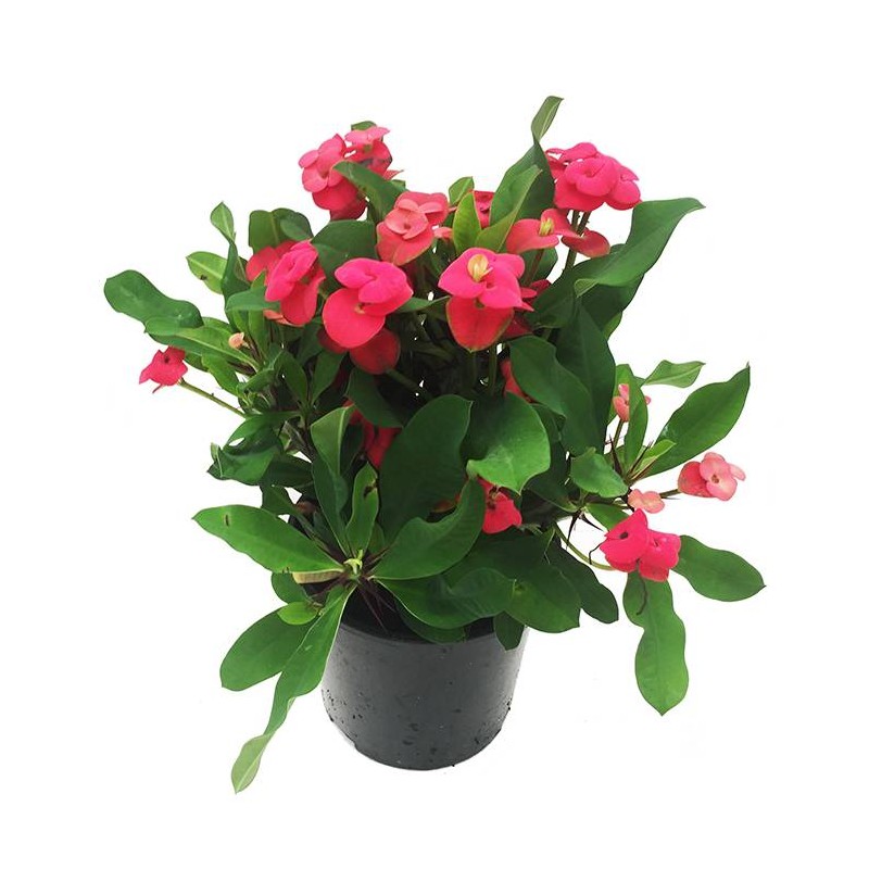 EUPHORBIA MILI