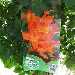 Bignonia capenis